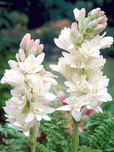 Tuberose The Pearl (Polianthes)