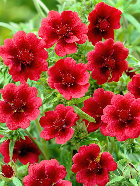 Potentilla Monarch Velvet (Fingerkräuter)