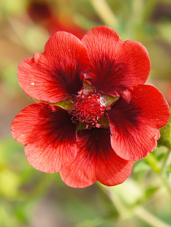 Potentilla Monarch Velvet (Fingerkräuter)