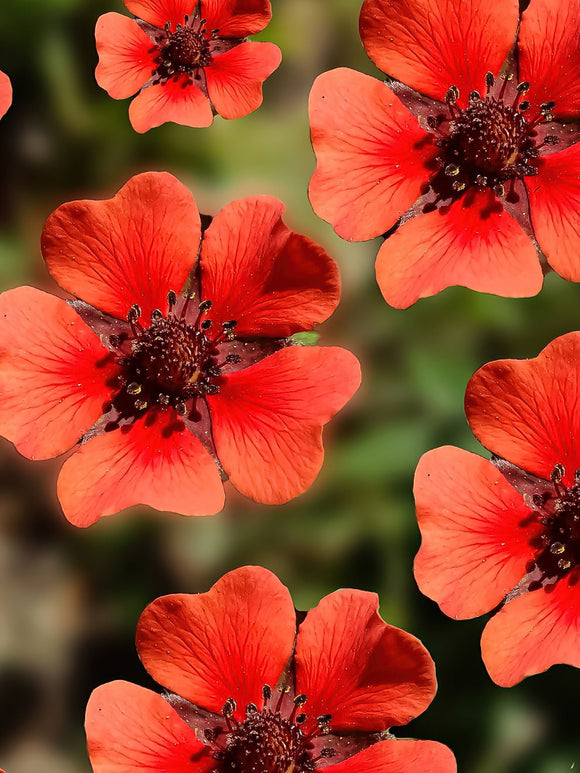 Potentilla Monarch Velvet (Fingerkräuter)