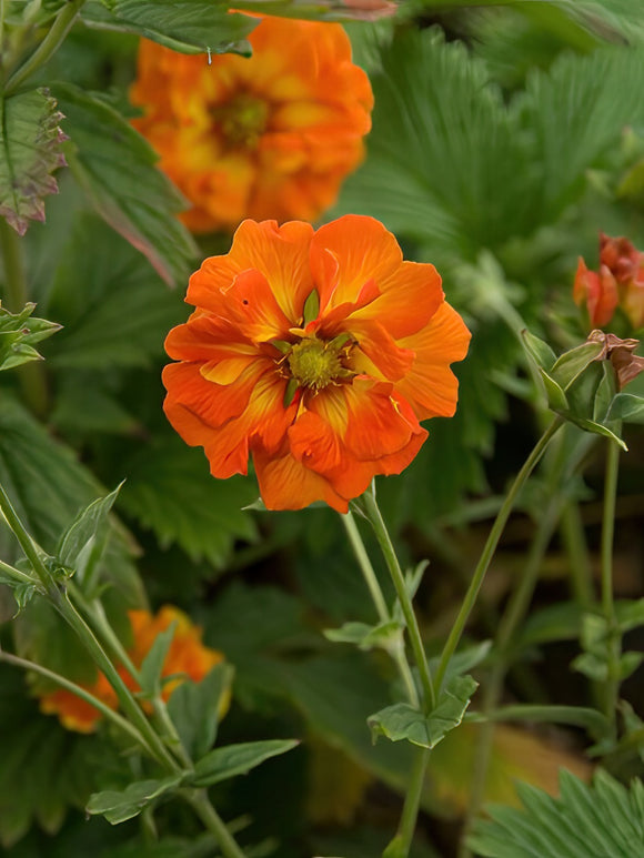 Potentilla William Rollison (Fingerkräuter)