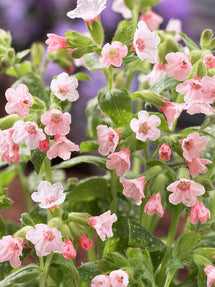 Pulmonaria Pierre's Pure Pink (Lungenkraut)