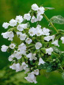 Pulmonaria Sissinghurst White (Lungenkraut)