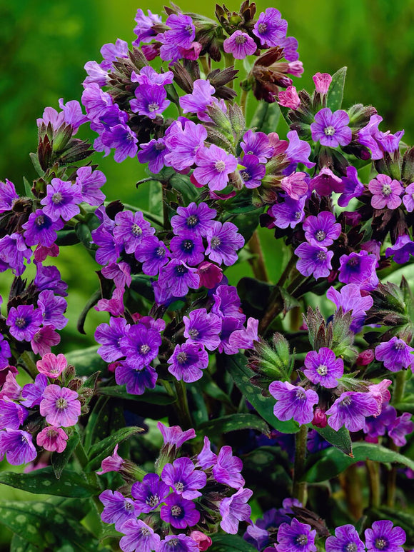 Pulmonaria Smokey Blue (Lungwort) online kaufen