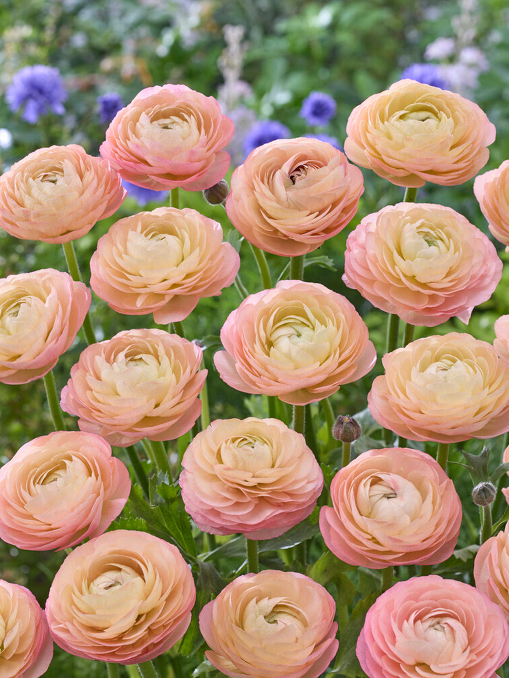 Ranukel Rosa Ranunkel 'Amandine Pastellrosa' | DutchGrown™