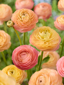 Ranunkeln Amandine Peach Salmon