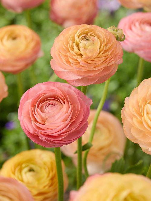 Ranunkeln Amandine Peach Salmon