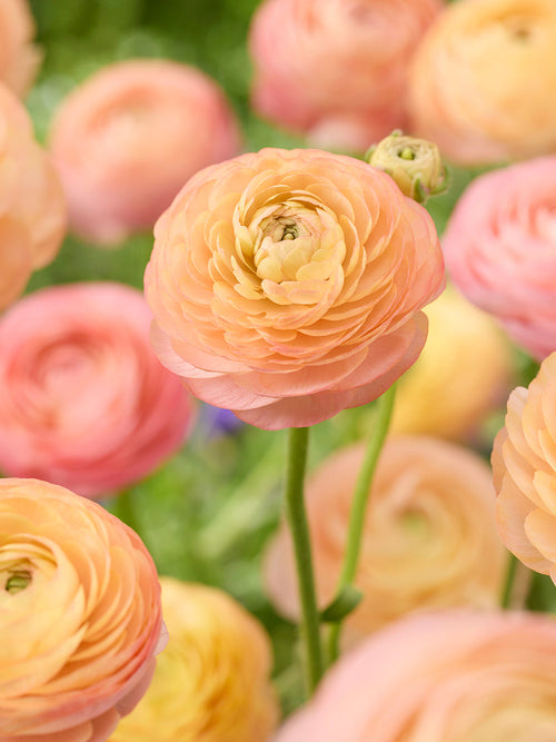 Kaufen Ranunkeln Amandine Peach Salmon