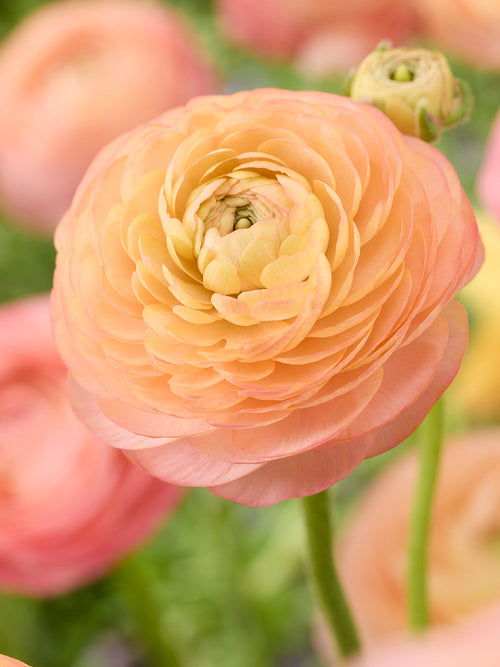 Ranunkeln knollen bestellen Amandine Peach Salmon