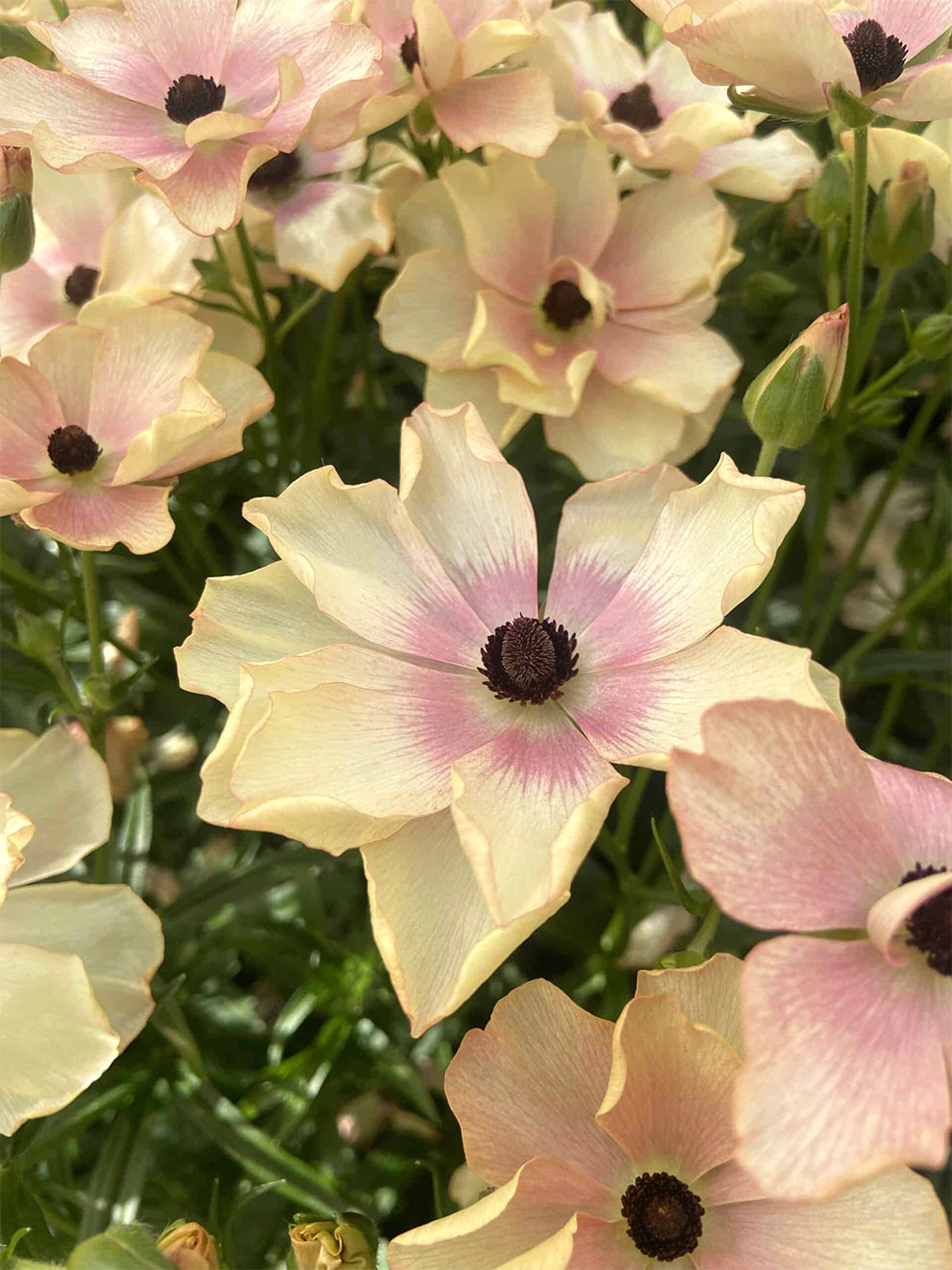 Monarch Ranunculus Ranunkeln Butterfly Hestia, Ranunkeln Knollen kaufen | DutchGrown™