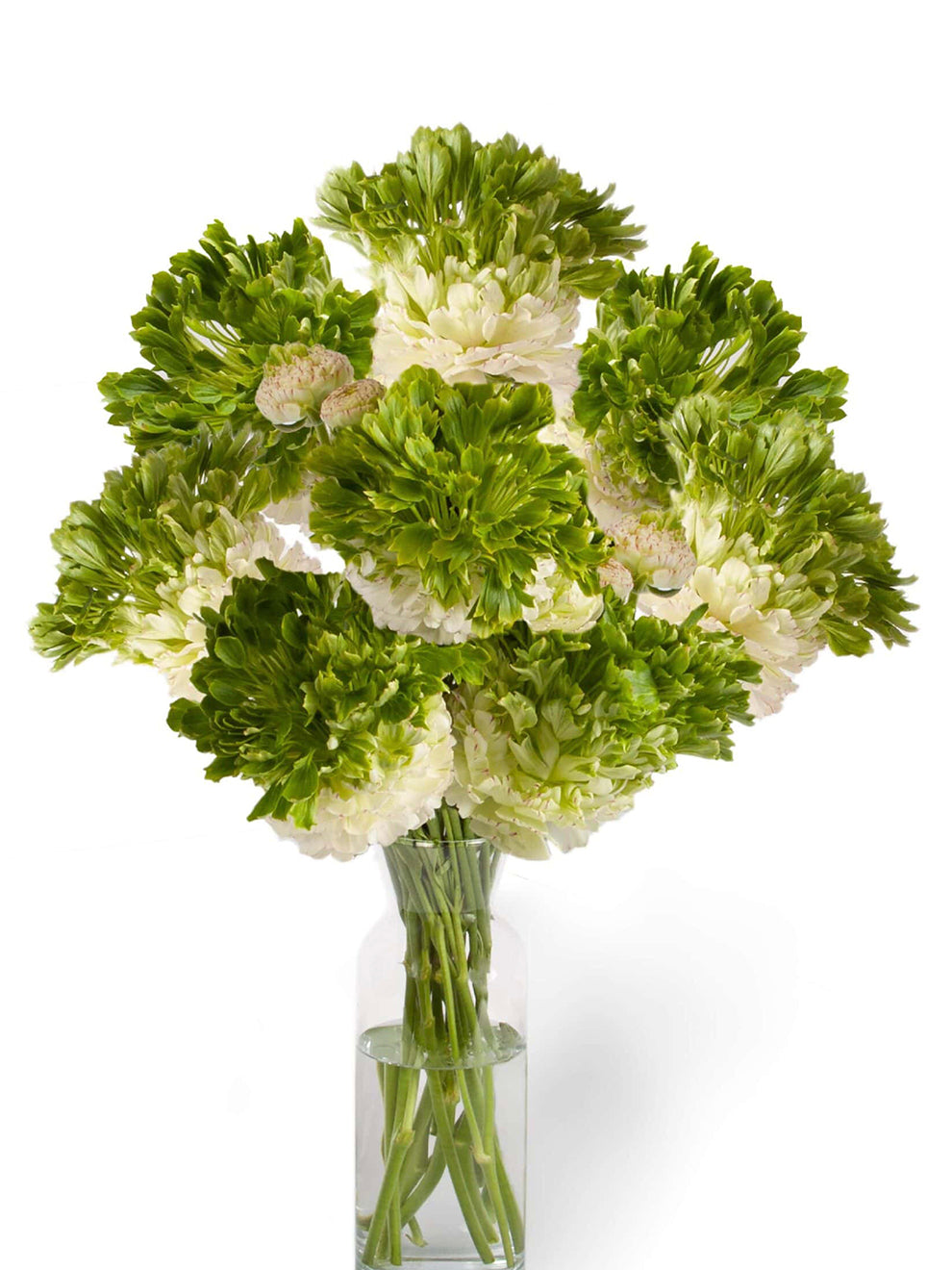 Ranunkeln Crown Giverny®, Ranunkeln Knollen kaufen DutchGrown™