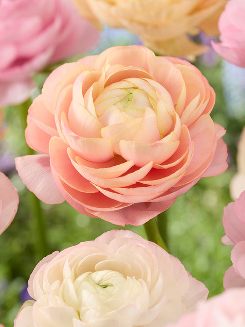 Ranunkeln Knollen Bestellen Pauline Pastel