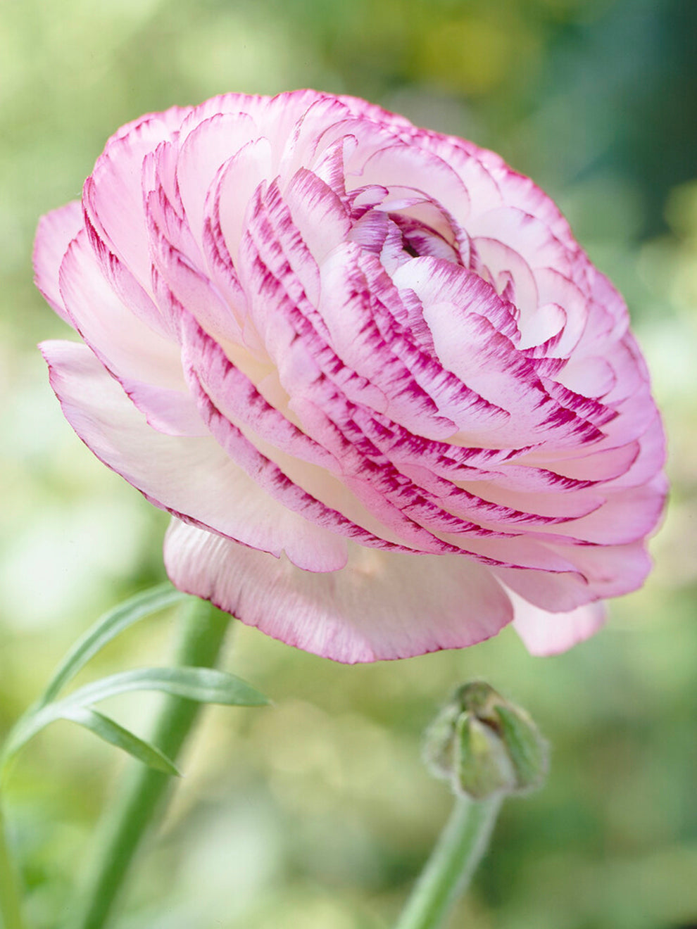 Ranukel Rosa Ranunkel 'Pauline Rosa Picotee' | DutchGrown™