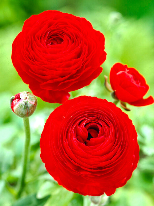 Italienische Ranunkeln Elegance Rosso