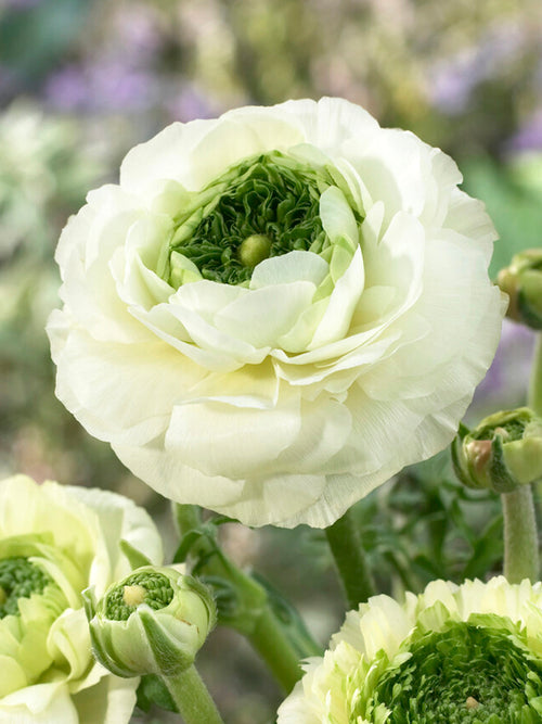 Kaufen Ranunkeln Reinette Creme