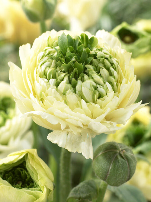 Ranunkeln knollen Reinette Creme