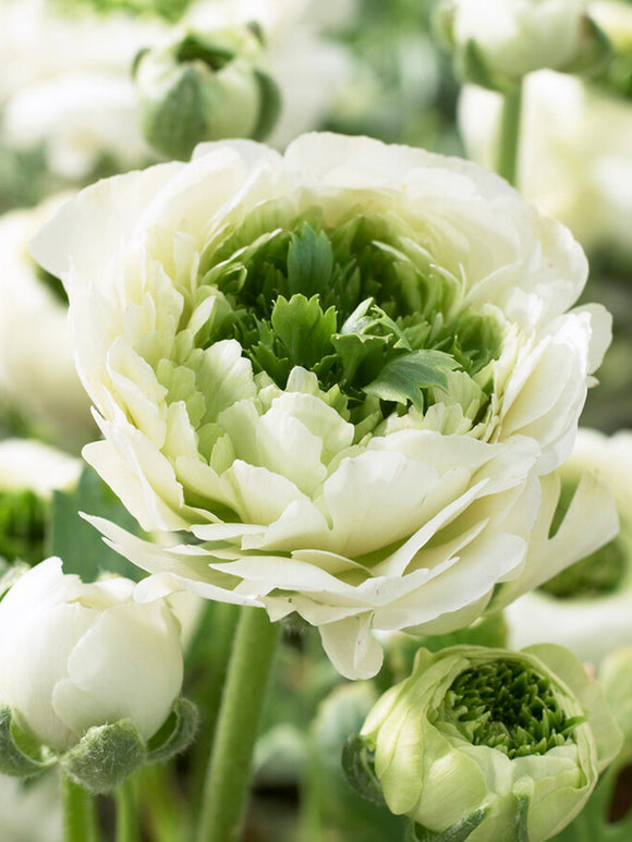 Ranunkelnzwiebeln bestellen Reinette Creme