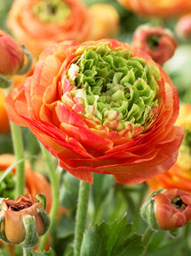Ranunkeln Reinette Orange