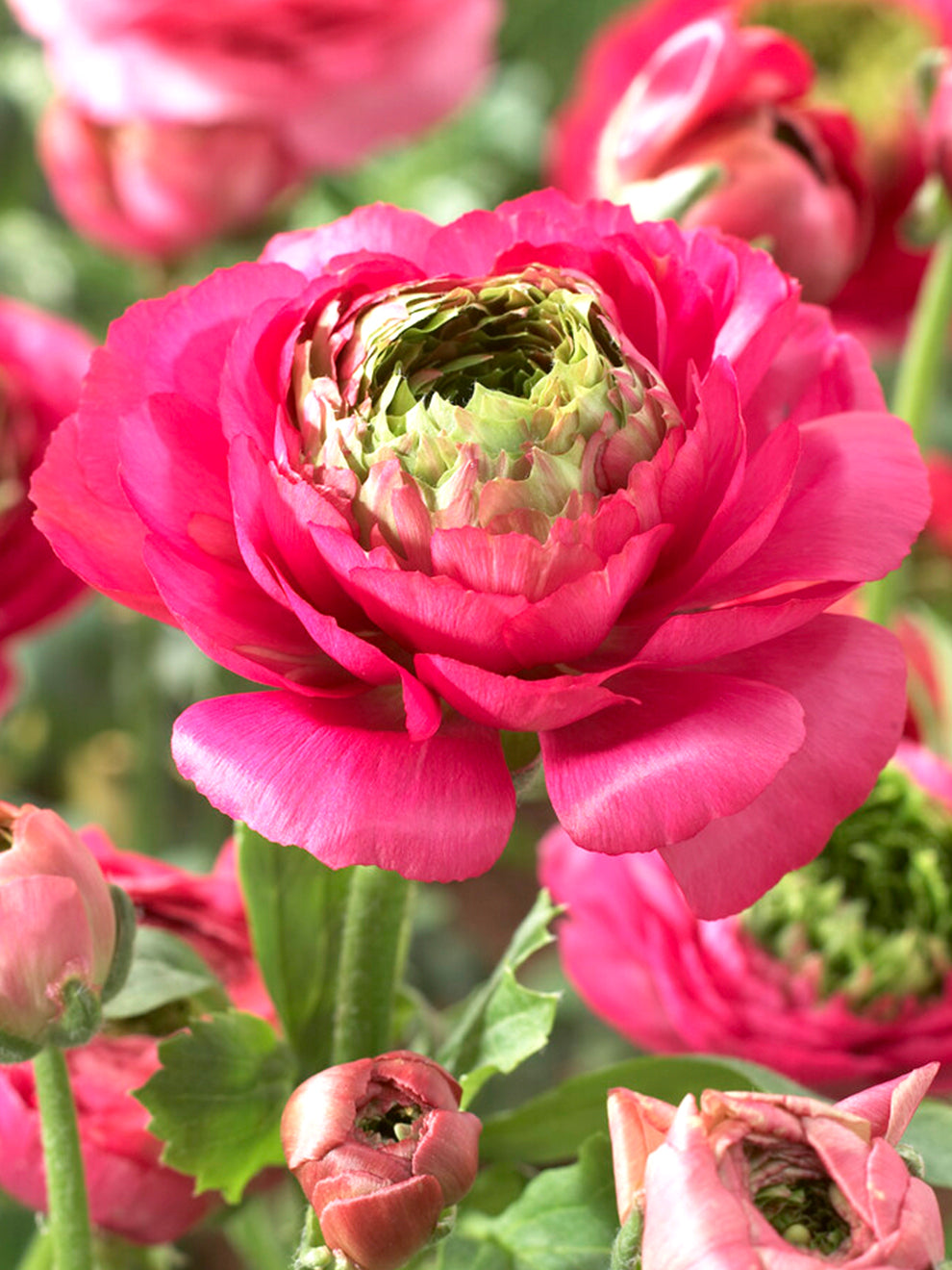 Ranukel Rosa Ranunkeln 'Reinette Rosa' - Ranunkel zwiebeln bestellen