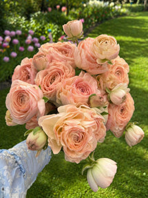 Ranunkel Romance™ Ferrand