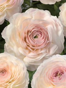 Ranunkel Romance™ Maritime