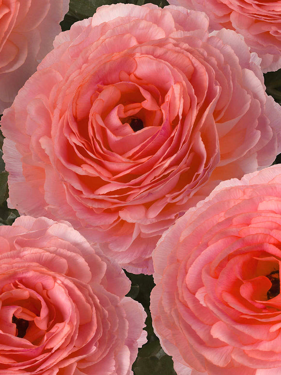 Ranunkel Romance™ Nohant