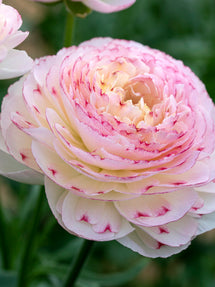 Ranunkel Romance™ Orleans