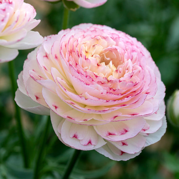 Ranunkel Romance™ Orleans