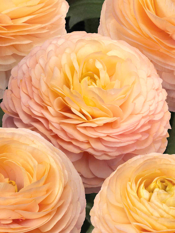 Kaufen Sie Ranunkel Romance™ Salerno