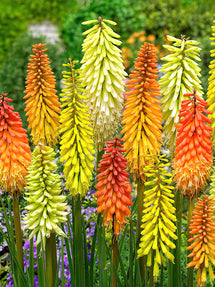 Fackellilien Züchter-Mischung (Kniphofia)