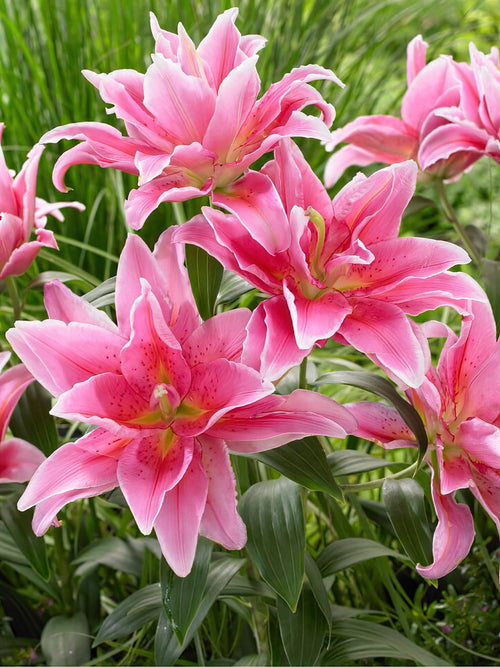 Roselily Celina, Blumenzwiebeln für Lilien kaufen