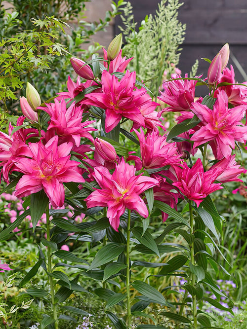 Lilien online kaufen Roselily Floretta