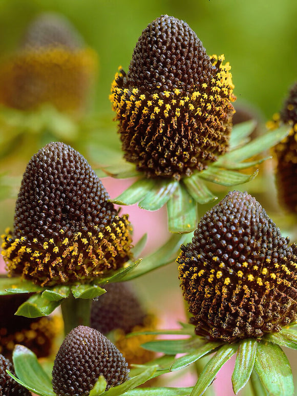 Kaufen Rudbeckia Black Beauty