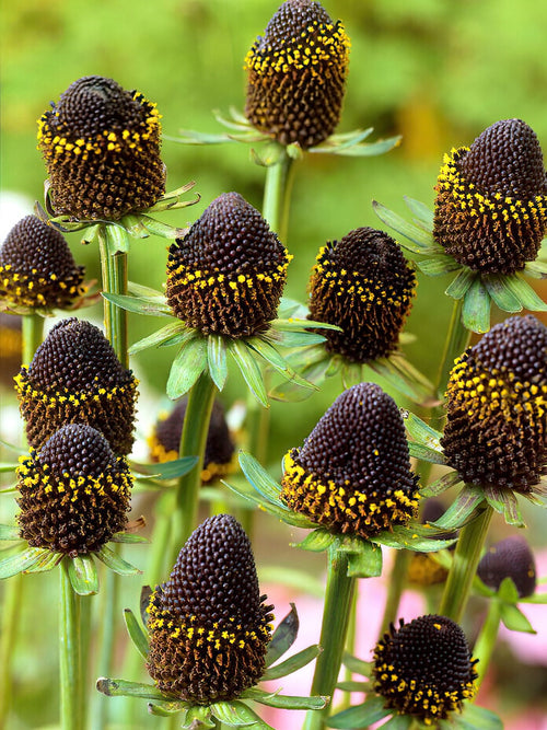 Rudbeckia Black Beauty Wurzelnackte Pflanzen