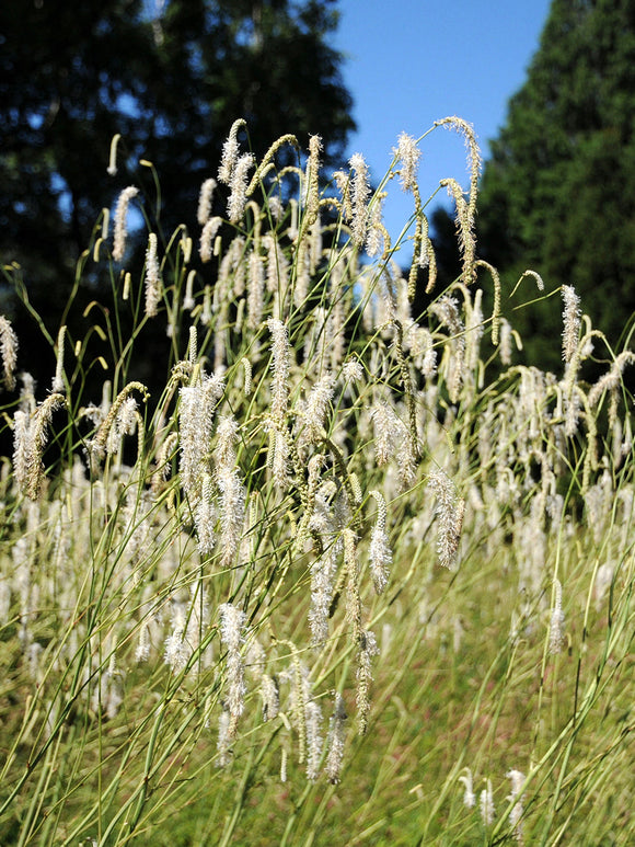 Sanguisorba albiflora Weißer Wiesenknopf kaufen, winterharte Staude für die Frühjahrspflanzung