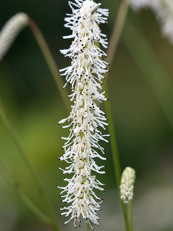 Sanguisorba ‘All Time High’ kaufen, winterharte Staude mit cremeweissen Blütenähren