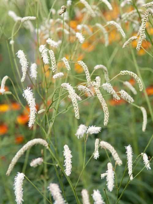 Sanguisorba ‘All Time High’ online bestellen, Lieferung ab Mitte März