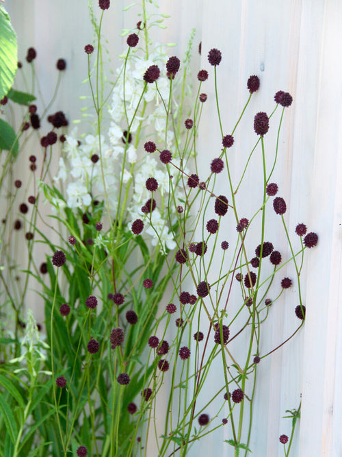 Sanguisorba 'Chocolate Tip' online bestellen, Lieferung ab Mitte März