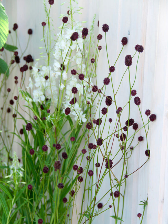 Sanguisorba 'Chocolate Tip' online bestellen, Lieferung ab Mitte März