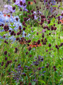 Sanguisorba Chocolate Tip (Wiesenknopf)