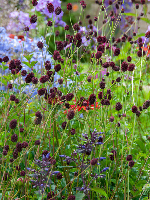 Sanguisorba 'Chocolate Tip' kaufen, winterharte Staude für die Frühjahrspflanzung