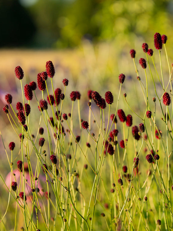 Sanguisorba 'Chocolate Tip' als elegante Staude für sonnige Gartenbeete