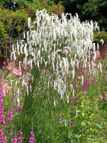 Sanguisorba Korean Snow (Wiesenknopf)