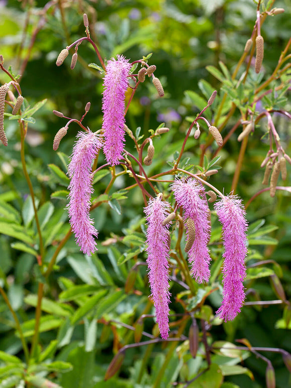 Sanguisorba 'Lilac Squirrel' online bestellen, Lieferung ab Mitte März