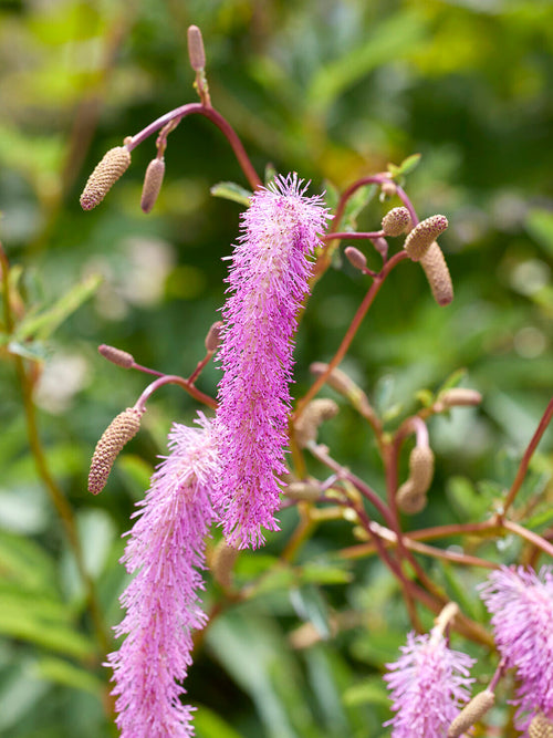Purpur-Wiesenknopf mit zarten lilafarbenen, überhängenden Blütenähren