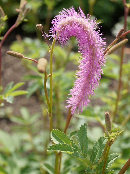 - Wurzelnackte Sanguisorba 'Lilac Squirrel' für die Pflanzung im Frühjahr kaufen