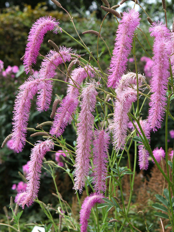Sanguisorba 'Lilac Squirrel' kaufen, winterharte Staude für die Frühjahrspflanzung