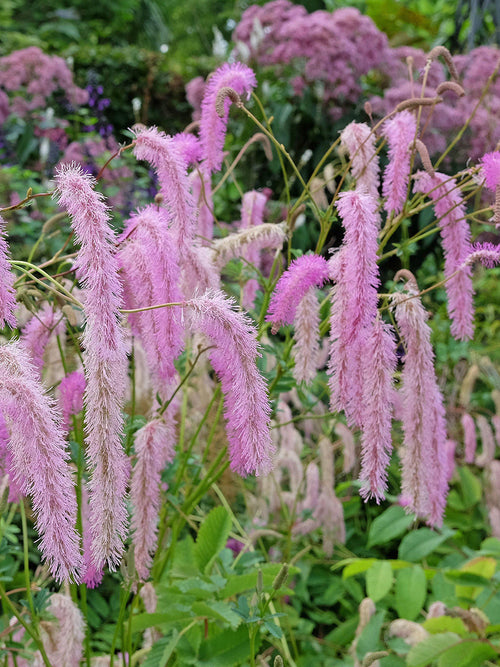 Sanguisorba Lilac Squirrel (Wiesenknopf)