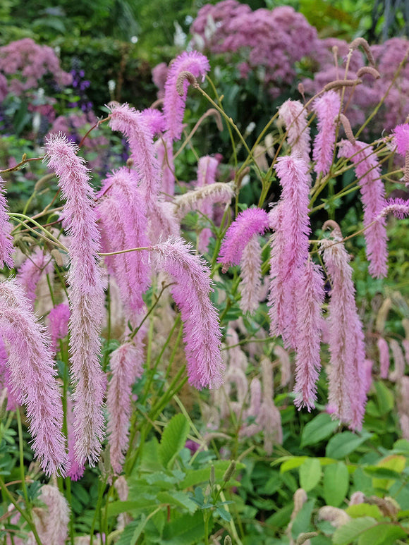 Sanguisorba Lilac Squirrel (Wiesenknopf)