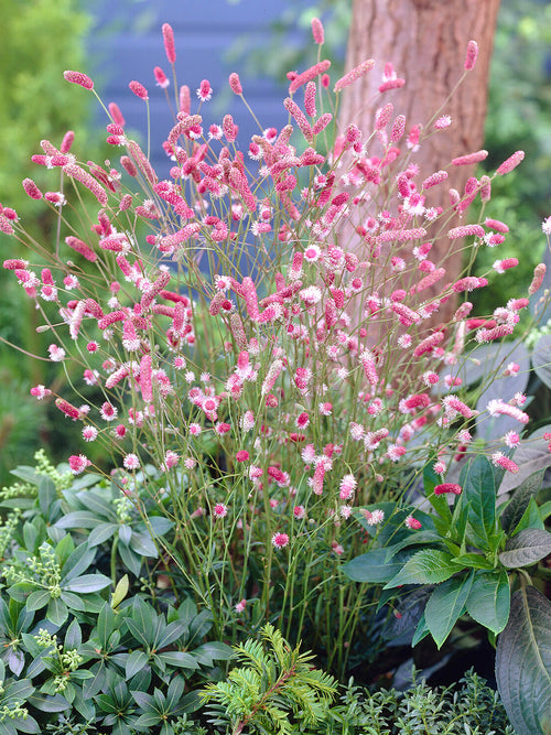 Sanguisorba 'Pink Tanna' online bestellen, Lieferung ab Mitte März